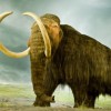 Szomjan halhatott a gyapjas mamutok egyik utolsó csoportja