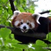 Éves belépőt nyerhetsz az állatkertbe, ha elsőként fotózod le a pandakölyköt