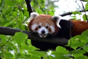 Éves belépőt nyerhetsz az állatkertbe, ha elsőként fotózod le a pandakölyköt