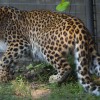Észak-kínai nőstény leopárd érkezett a debreceni állatkertbe