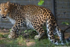 Észak-kínai nőstény leopárd érkezett a debreceni állatkertbe