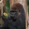 Kiszökött egy gorilla a londoni állatkerti otthonából