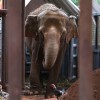 Megnyílt Latin-Amerika első elefántmenhelye