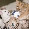 Társat kapott a Nyíregyházi Állatpark fehér oroszlánja