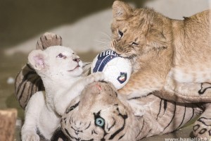 Társat kapott a Nyíregyházi Állatpark fehér oroszlánja