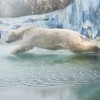 Fiete a rostocki jegesmedve jól érzi magát Nyíregyházán