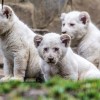 Videón a három kis fehér oroszlánkölyök!