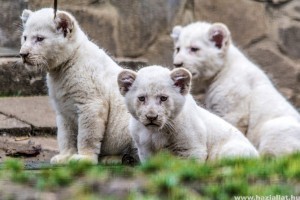 Videón a három kis fehér oroszlánkölyök!