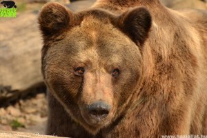 Két barnamedve érkezett a Budakeszi Vadasparkba