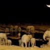 A vadorzók miatt aktívabbak éjszaka az afrikai elefántok