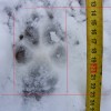Valószínűleg farkas nyomát találták meg a Börzsönyben