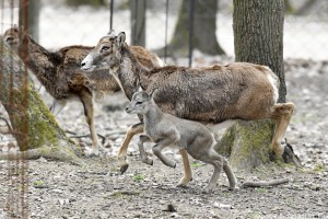 Életrevaló muflonok és még cuki vaddisznók a Budakeszi Vadaspark újszülöttjei