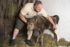 Gondozók nevelik a Nyíregyházi Állatpark nemrég született bölényét