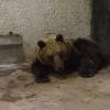 Hétfőn döntenek a befogott medvéről