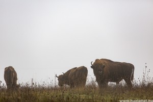 Miért kerültek bölények az Őrségi Nemzeti Parkba?