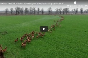 A drón késztette menekülésre a több százas szarvascsordát