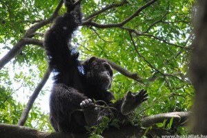 Csimpánzok szöktek meg karámukból a belfasti állatkertből