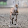 Jávorantilop született a debreceni állatkertben