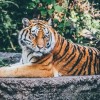Évente közel 120 tigris esik áldozatul az orvvadászoknak