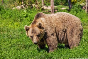 Ennyi medve él szabadon Romániában