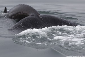 100 kiló szemetet találtak egy bálna tetemében