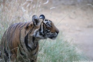 Rekord távot járt be egy tigris Indiában