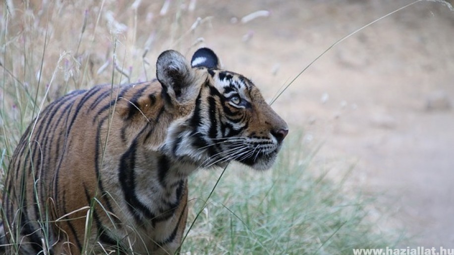 Rekord távot járt be egy tigris Indiában