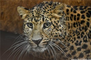 Coolio, az észak-kínai leopárd a debreceni állatkert új lakója