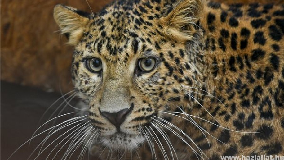 Coolio, az észak-kínai leopárd a debreceni állatkert új lakója