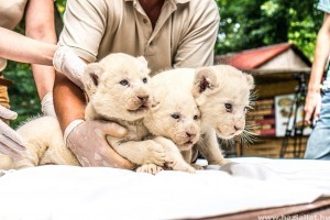 Különleges, fehér oroszlánok születtek Nyíregyházán! Fotókon a kölykök