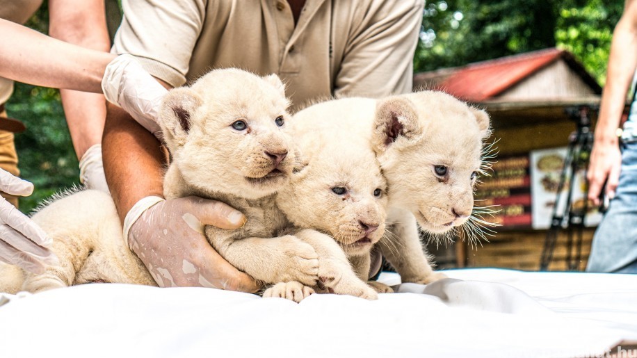 Különleges, fehér oroszlánok születtek Nyíregyházán! Fotókon a kölykök