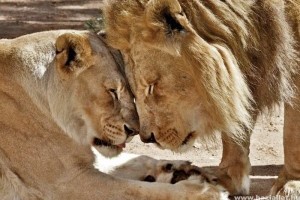Szívszorító: együtt tért örök nyugalomra az öreg oroszlánpár