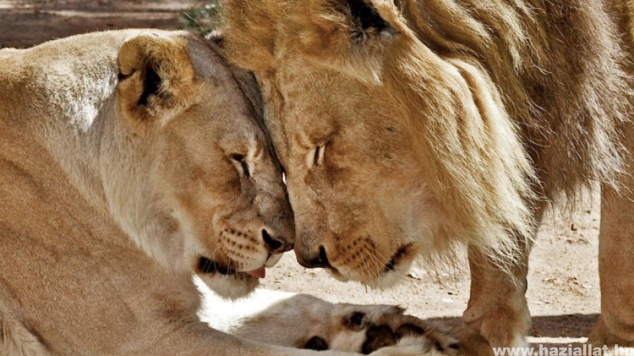 Szívszorító: együtt tért örök nyugalomra az öreg oroszlánpár