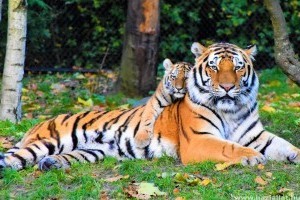 A kihalás szélén álló szumátrai tigrisek egy példányát találták meg csapdába esve