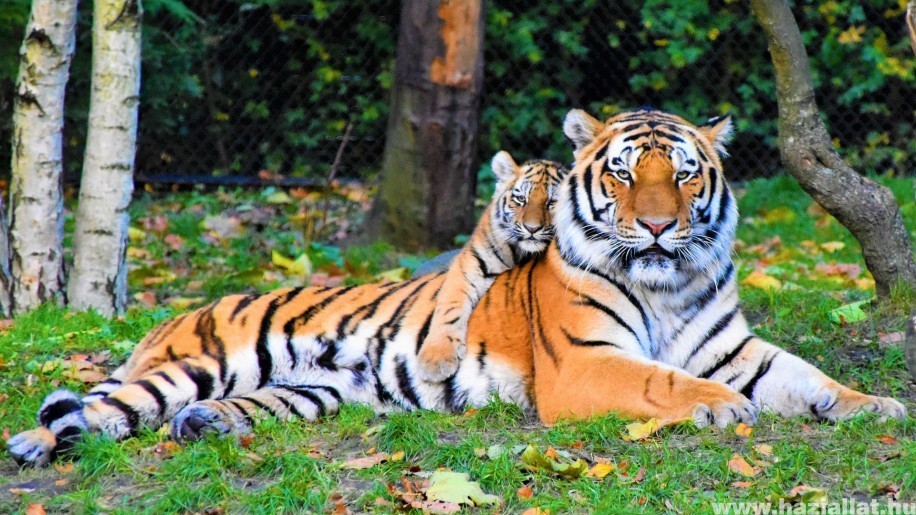 A kihalás szélén álló szumátrai tigrisek egy példányát találták meg csapdába esve