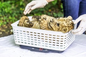 Fotókon a négyesiker oroszlánkölykök - Bébibumm Nyíregyházán