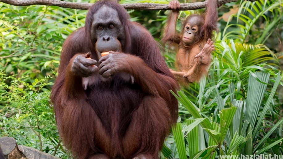 Tündéri orangutánbébi született a Budapesti Állatkertben!