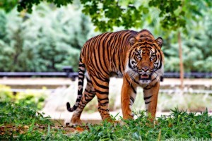 A Netflix Tigrisvilág sorozat tigrisei közül nem egy elpusztult élelem hiányában