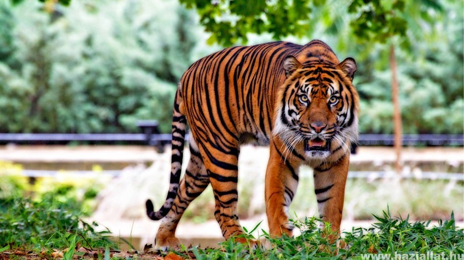 A Netflix Tigrisvilág sorozat tigrisei közül nem egy elpusztult élelem hiányában