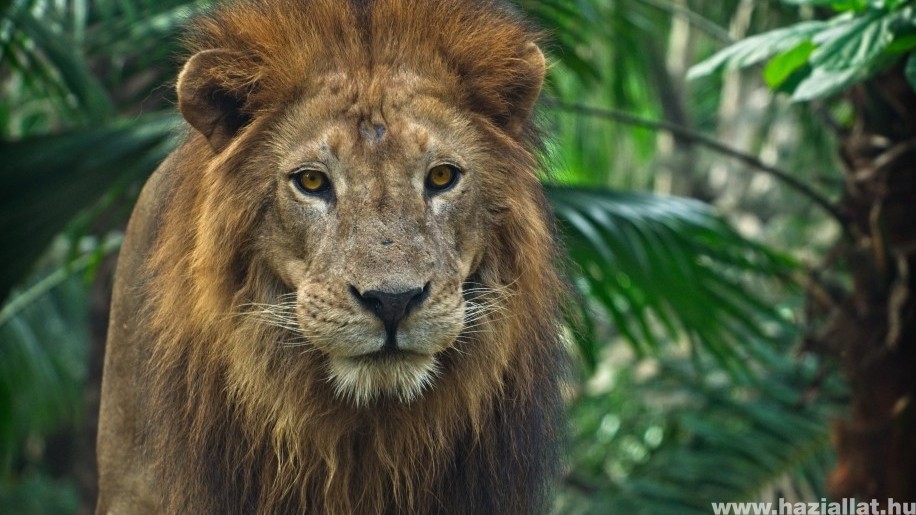 Koronavírus fertőzés miatt halt meg egy oroszlán