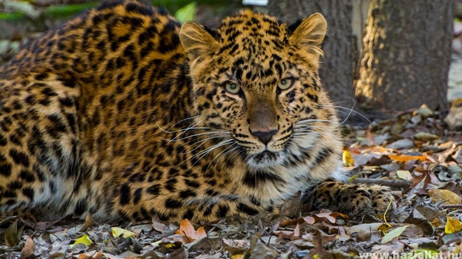 Ritka és különleges leopárd érkezett a Szegedi Vadasparkba