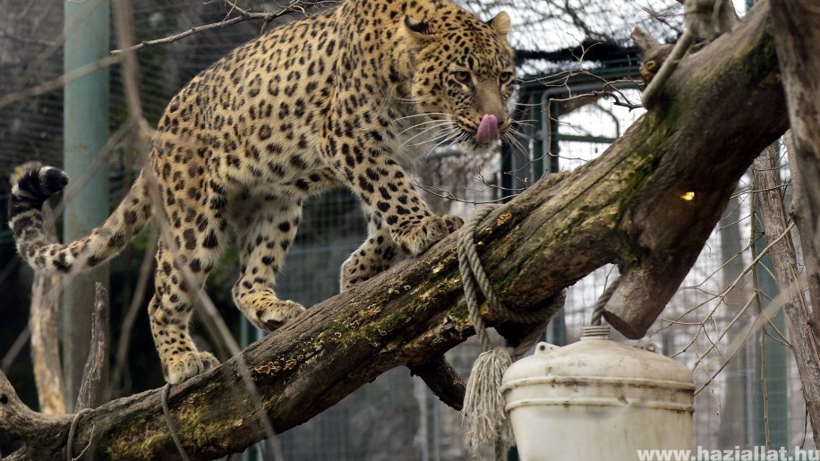 Megújult a leopárdok és tigrisek kifutója a fővárosi állatkertben
