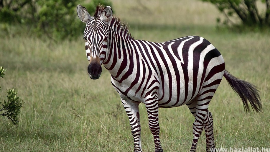 Megtalálták mi védi meg a zebrákat a bögölycsípéstől