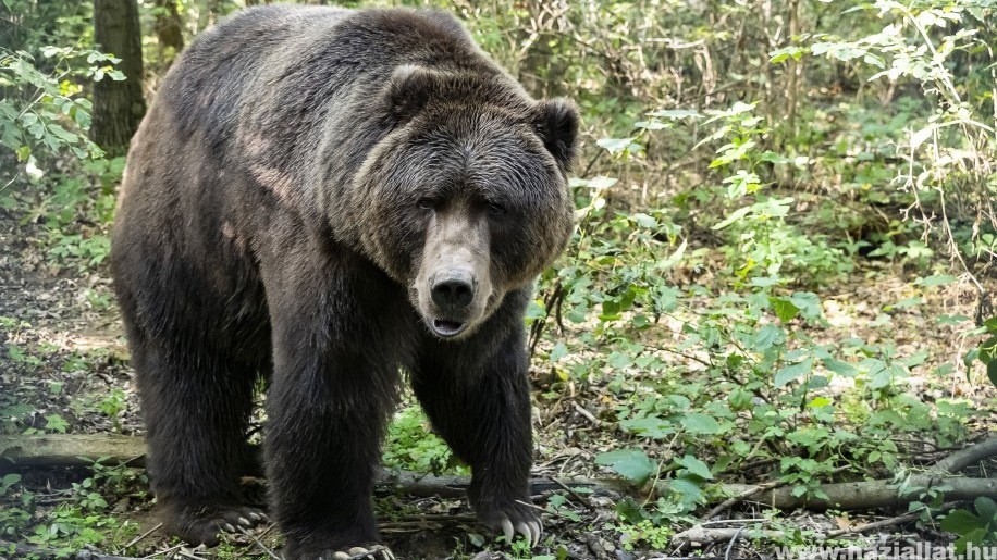 Barna- és kodiak-medvék érkeztek a Nyíregyházi Állatparkba