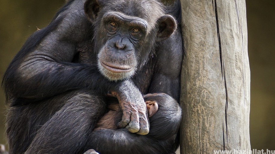 Mit eszik a csimpánz?