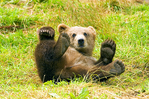 ursus arctos, barnamedve, halászási technika, medve család, lazac, medvebocsok