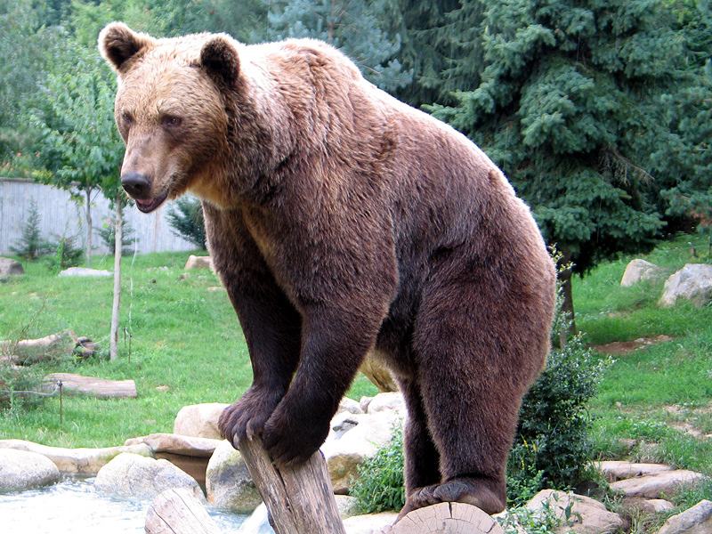 ursus arctos, barnamedve, halászási technika, medve család, lazac, medvebocsok