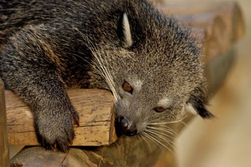 Sziesztázó binturong