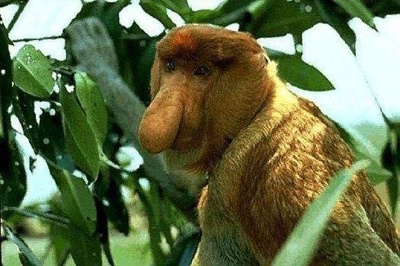 nagyorru-majom
