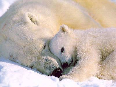 jegesmedve, erős, termetes, vadászat, északi sarkkör, táplálékszerzés, medvebocs, fehér medve